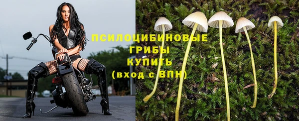 стаф Алексин